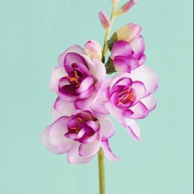 Profile Picture of Joanne Tumaneng (@joannetumaneng) on Pinterest