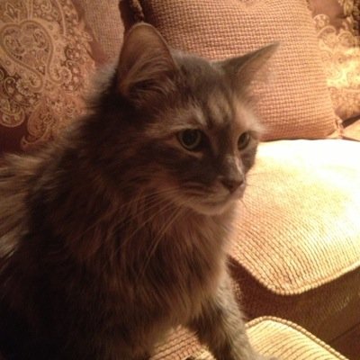 Profile Picture of Tracey Tomaro-McCall (@TraceyTomaro) on Twitter