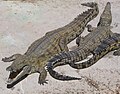 Profile Picture of Nile crocodileon Wikipedia