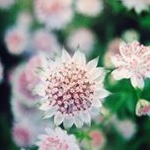 Profile Picture of KoHo natural garden design (@koho_garden) on Instagram