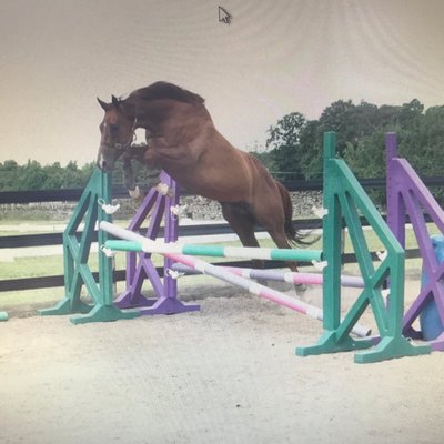 Profile Picture of Fred And Rowena Cook (@EquineTraining) on Twitter