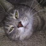 Profile Picture of Matthew Marlow (@idontknowwhy235) on Instagram