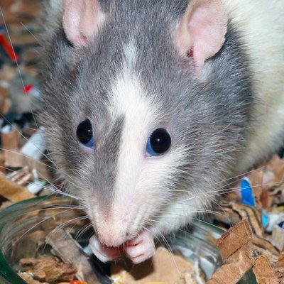 Profile Picture of Ziggy's Friends (@Ziggy_rat) on Twitter