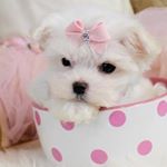 Profile Picture of Paula C. Hudson (@maltese_with_love) on Instagram