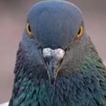 Profile Picture of Chris Hiltz (@pigeon_farmboy) on Instagram