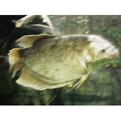 Profile Picture of PETER MEEHAN (@s73140) on Youtube