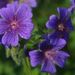 Profile Picture of June Anderson (@jbabug) on Pinterest