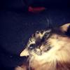 Profile Picture of Beth McDougall (@@bethmcdougall5) on Tiktok