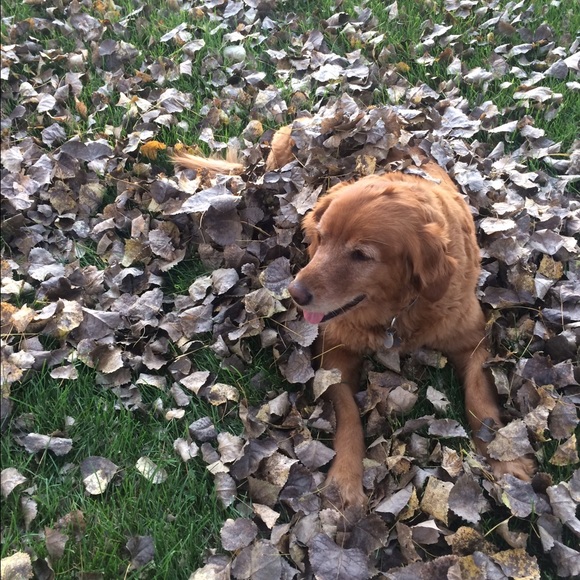 Profile Picture of Sara Axtell (@saraxtell) on Poshmark