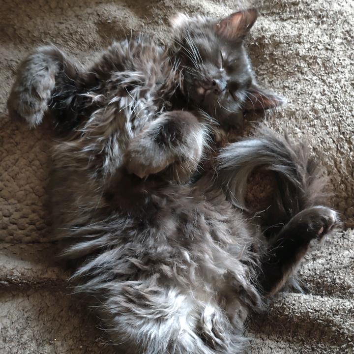 Profile Picture of Hannah Arch151 (@dekuqueen4) on Tiktok