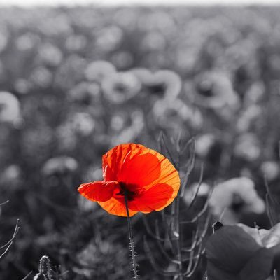 Lenni Loring 🌞🍄🐉 - Twitter Profile Picture of Lenni Loring 🌞🍄🐉 (@lenni_loring) on Twitter