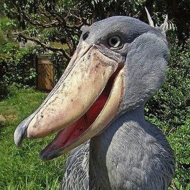 Profile Picture of Kwickjay2 (@JayGilliland1) on Twitter