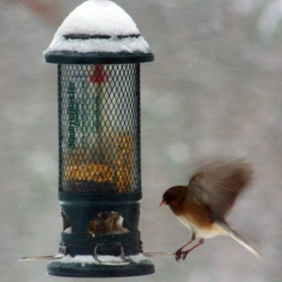 Profile Picture of Adam Landsman (@AdamLandsman) on Twitter