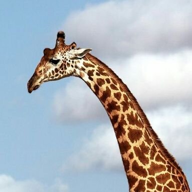 Profile Picture of Billy Bob Johanson (@brettiscool54) on Twitter