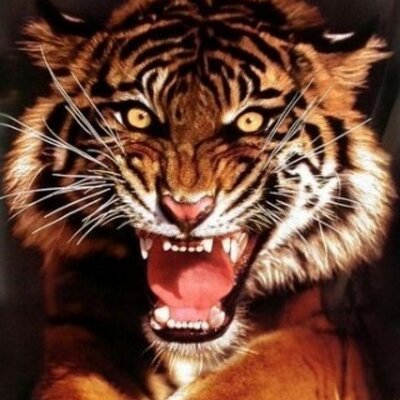 Profile Picture of Brandon Levitt (@celticsfan1995) on Twitter