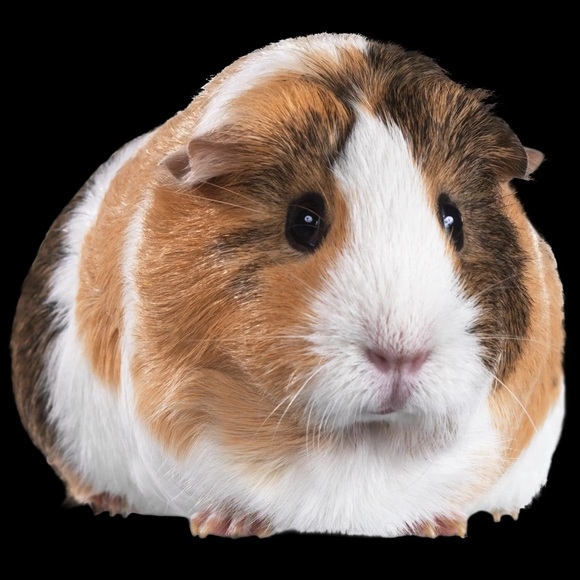 Profile Picture of Kimberly Pichardo (@cincderalla) on Poshmark