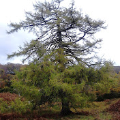 Profile Picture of Duncan Currie (@duncancurrie5466) on Youtube