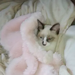 Profile Picture of Millena Beatriz Inoc (@millenabeatrizinocencio) on Tiktok