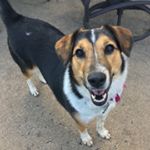 Profile Picture of Kim Vargo (@dogzlover0246) on Instagram