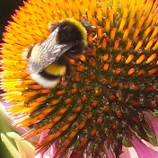 Profile Picture of Jo Bakker Maasdam (@jobakkermaasdam8319) on Youtube