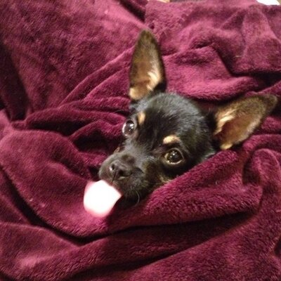 Profile Picture of Chris Dulaney (@ChrisDulaney) on Twitter