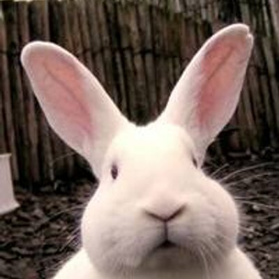 Profile Picture of David Calva (@CdcalvaCalva) on Twitter