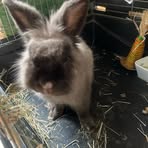 Profile Picture of Anne Collard (@Anne-Collard) on Facebook