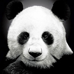 Profile Picture of Evgeniy Krayniy (@kraewipad) on Flickr