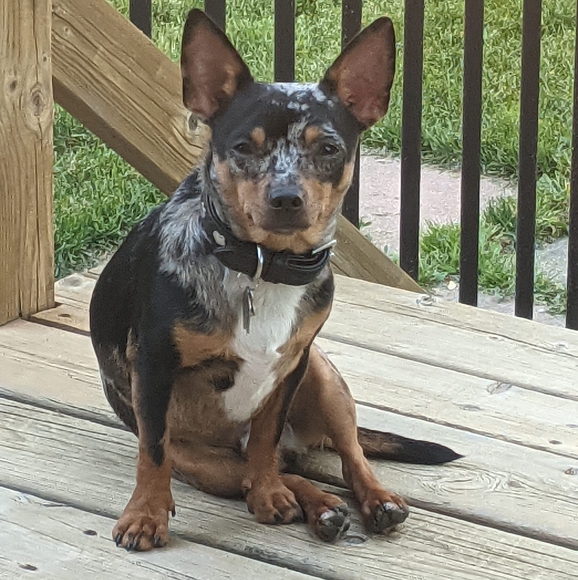 Profile Picture of Laura Elgersman (@laura_elgersman) on Poshmark