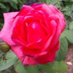 Profile Picture of Nancy McGaughey (@Nancy-McGaughey) on Facebook