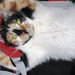Profile Picture of Renee Jonas (@rgj123) on Pinterest