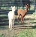 Profile Picture of Adam Foote (@adam.foote.562) on Facebook