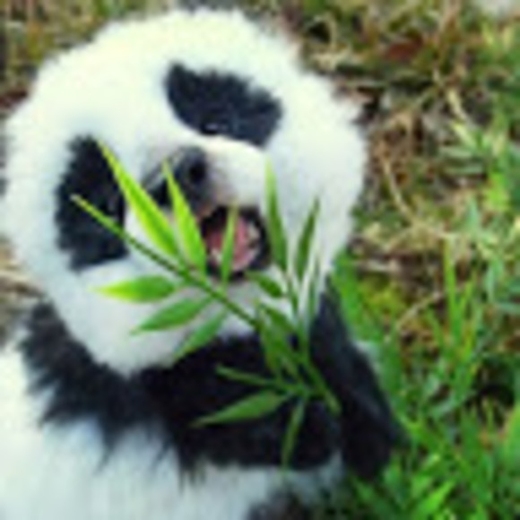 Profile Picture of Isabella Billotti (@bellab567) on Poshmark