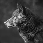 Profile Picture of Chloee McClellan (@Chloee-McClellan) on Facebook