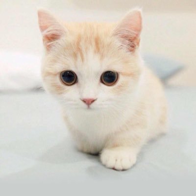 Profile Picture of Yuri (@godic0401) on Twitter