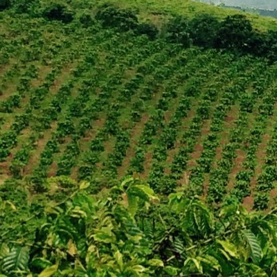 Profile Picture of Phung Le Tuan Khang (@PhungLeTuanKha1) on Twitter