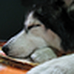 Sui-ping Huang - Flickr Profile Picture of Sui-ping Huang (@lovely sui-ping) on Flickr