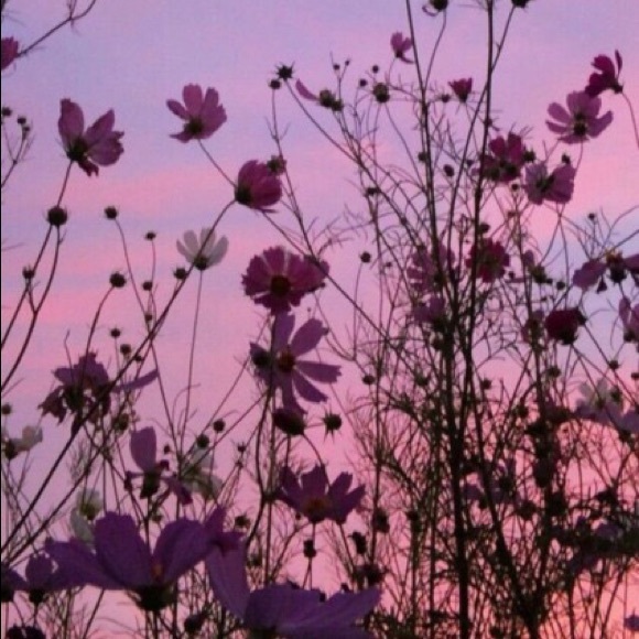 Profile Picture of Alexis Kobeski (@lexkobes) on Poshmark