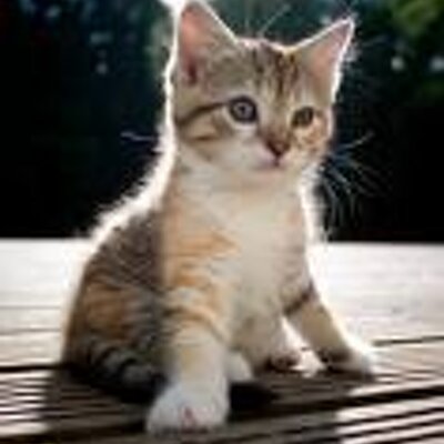 Profile Picture of Ann Woodley (@Annievic47) on Twitter