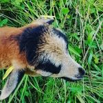 Profile Picture of paul_rottman_ist_cool (@paul_rottman_ist_cool) on Instagram