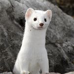 Profile Picture of Jacob Marsh (@jizz_weasel) on Instagram