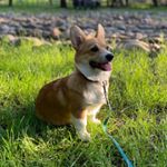 Profile Picture of Лея 🐶 Вельш корги пемброк (@corgileya) on Instagram