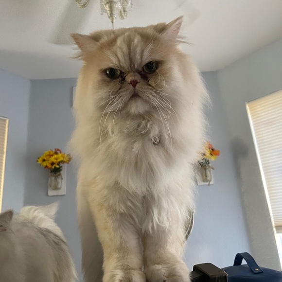 Profile Picture of Lisa Lowe (@thelowes71) on Poshmark