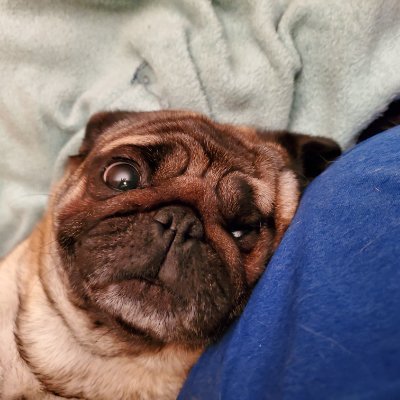 Profile Picture of Poppy (@Jason22409629) on Twitter