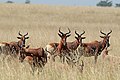 Profile Picture of Senkelle Swayne's Hartebeest Sanctuaryon Wikipedia