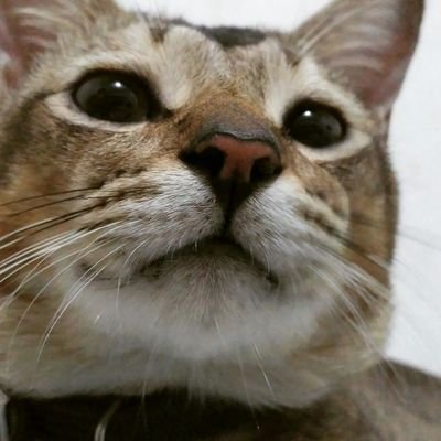 Profile Picture of Cloud.Kris (@CloudKris2) on Twitter