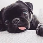 Profile Picture of Sally und Felix (@sally.felix_cats) on Instagram