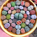 Profile Picture of Jaime Radoeski (@jinki.jaggu) on Facebook