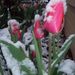 Profile Picture of Lynette Weber (@313lyn) on Pinterest