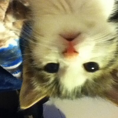 Profile Picture of John Starr (@ElLocoPostal) on Twitter